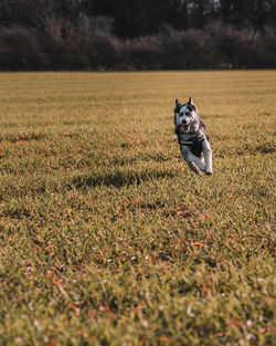 View of a dog on field