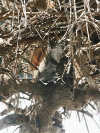 Low angle view of monkey sitting on tree