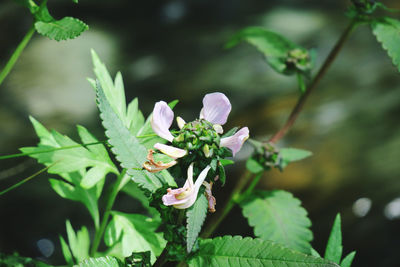 Close-up of flowering plant