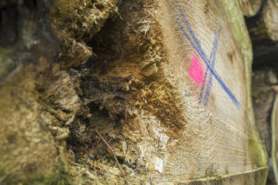 Close-up of insect on tree trunk