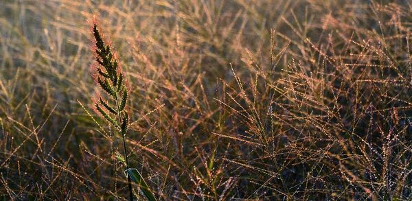 Plants growing on field