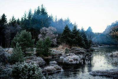 Pine trees by lake in forest against sky