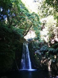 Scenic view of waterfall in forest