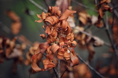 Close-up of dry leaves on plant