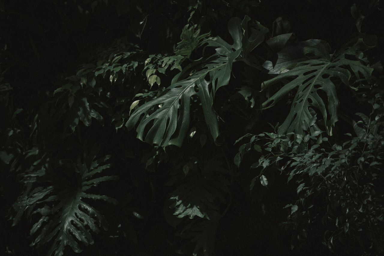 FULL FRAME SHOT OF PLANTS AGAINST SEA