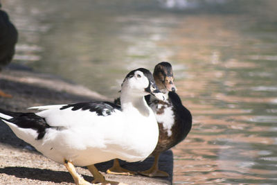 Duck living in an artificial city pond. no people