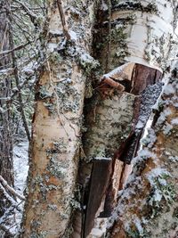 Low angle view of tree trunk