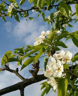 Low angle view of white flowers blooming on tree against sky