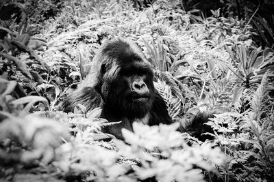 Close-up of gorilla amidst plants