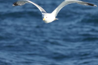 Seagull flying over sea