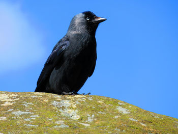 Low angle view of bird perching on rock against clear blue sky