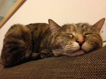 Close-up of cat sleeping