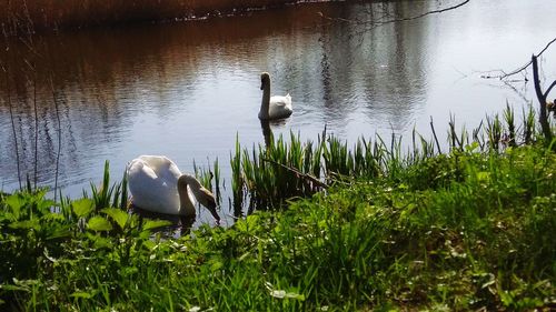 Swan swimming in lake