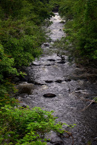 Stream flowing through rocks in forest