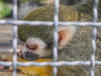 Close-up of squirrel