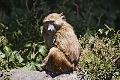 Monkey sitting on tree by plants