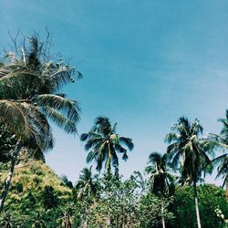 Low angle view of palm trees against clear blue sky