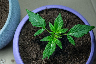 High angle view of potted plant