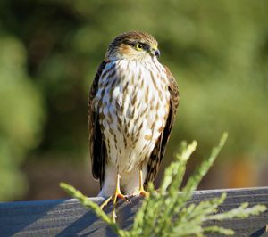 Bird of prey gazing in the distant.