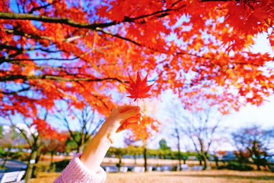 Cropped image of woman hand holding maple leaf at park during autumn