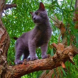 Low angle view of a cat on tree