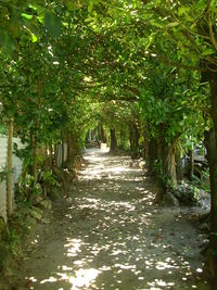 Road passing through trees