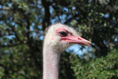 Close-up of a bird