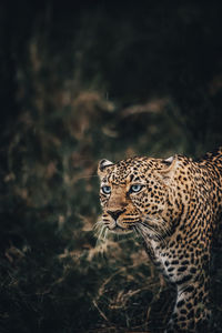 Leopard on field