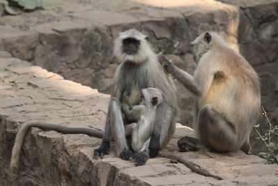 Monkey on rock