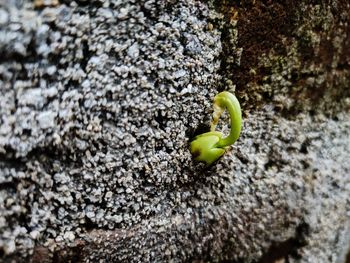 Close-up of green plant on rock
