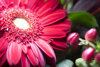 Close-up of pink flower