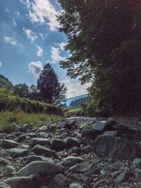 Scenic view of forest against sky