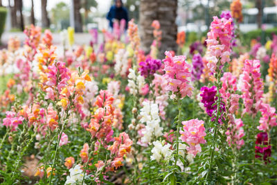 Close-up of multi colored flowers