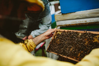 Close-up of man holding beehive