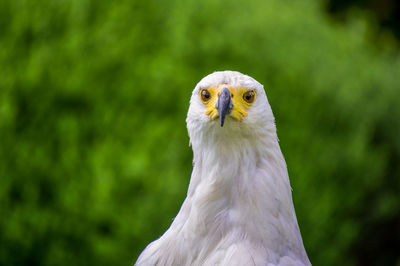 Close-up portrait of eagle against blurred background