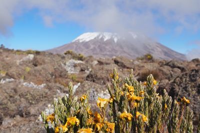 Yellow flowering plants on field against mountains