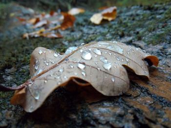 Close-up of wet leaf