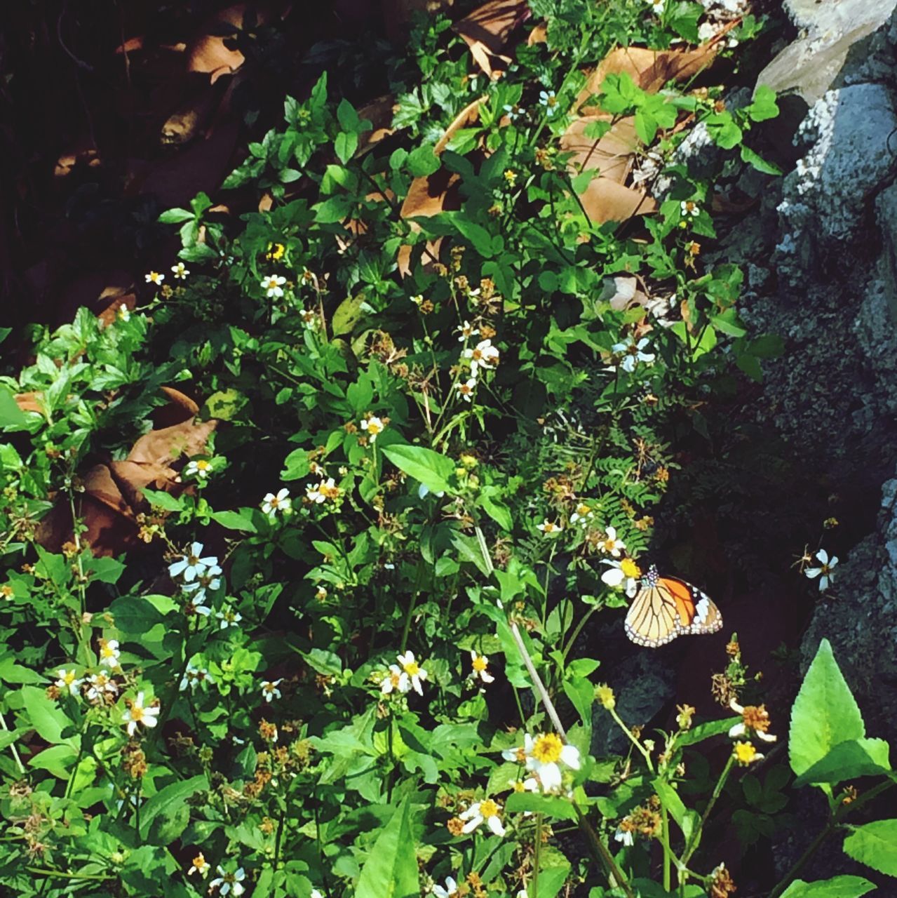 leaf, growth, plant, high angle view, green color, nature, beauty in nature, outdoors, day, growing, field, sunlight, no people, tranquility, one animal, close-up, fragility, green, flower, grass