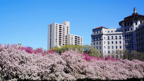 Crabapple blossoms against the city skyline from central park. 
