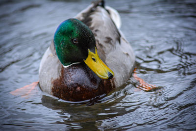 Duck swimming in a lake