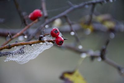 Close-up of red berries on branch