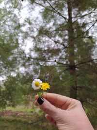 Close-up of woman hand holding white flower outdoors