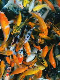 High angle view of koi carps swimming in sea