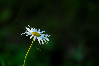 Close-up of white daisy flower