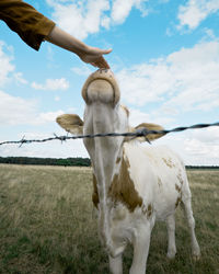 Horse on a field