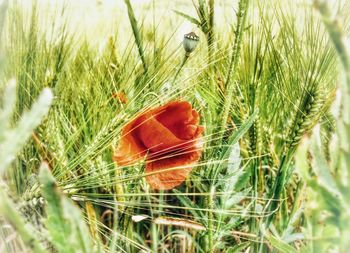Close-up of fresh flowers in field