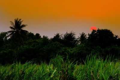 Silhouette palm trees against sky during sunset