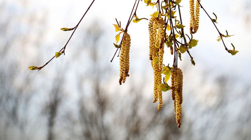 Close-up of flowering plant against sky