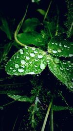 Close-up of raindrops on leaf