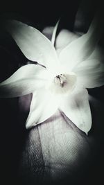 Close-up of white flower
